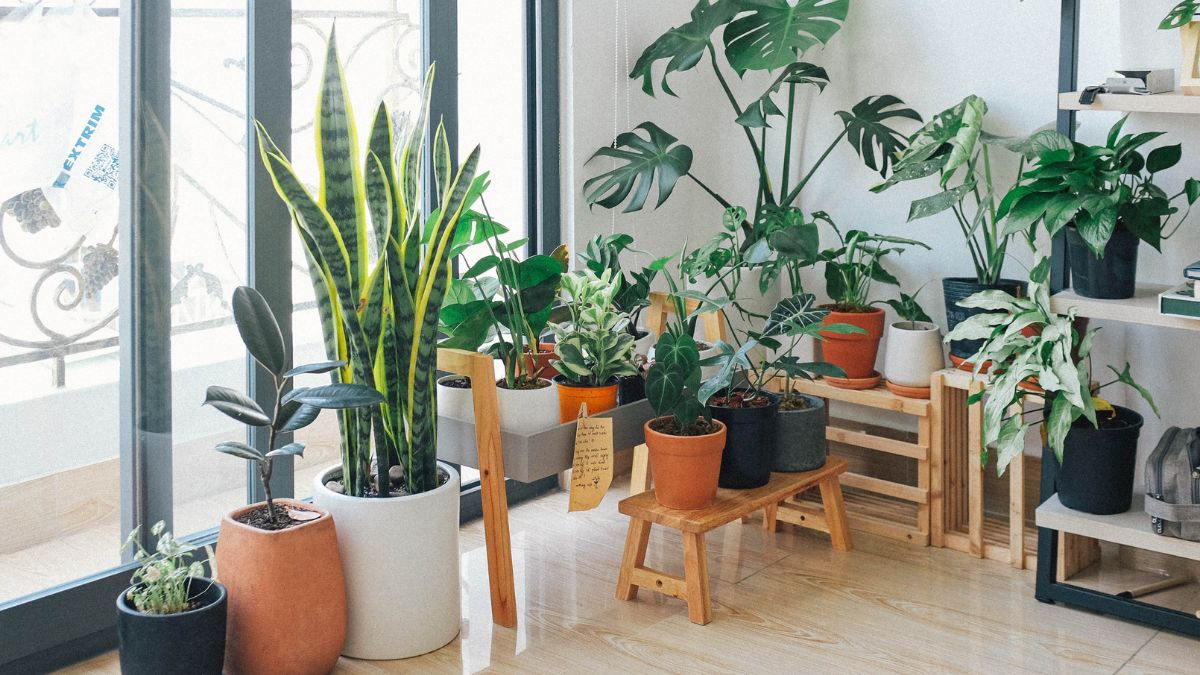 Purifica tu hogar: Las mejores plantas para cuidar el aire y a tu familia