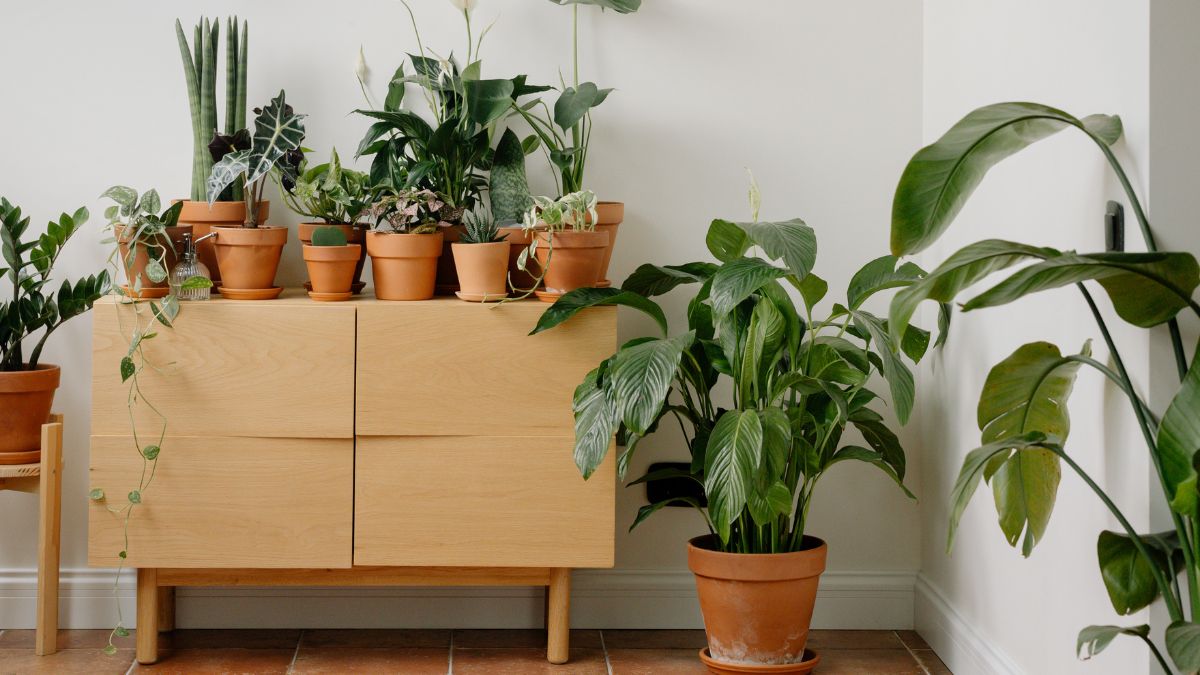 Plantas todoterreno: verdes aliadas para mujeres ocupadas
