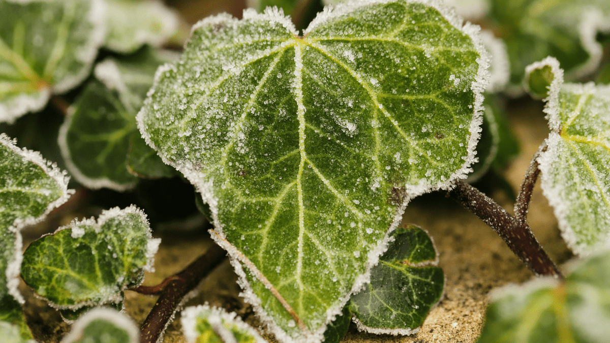 Plantas felices en invierno: 7 trucos caseros que casi nadie aplica